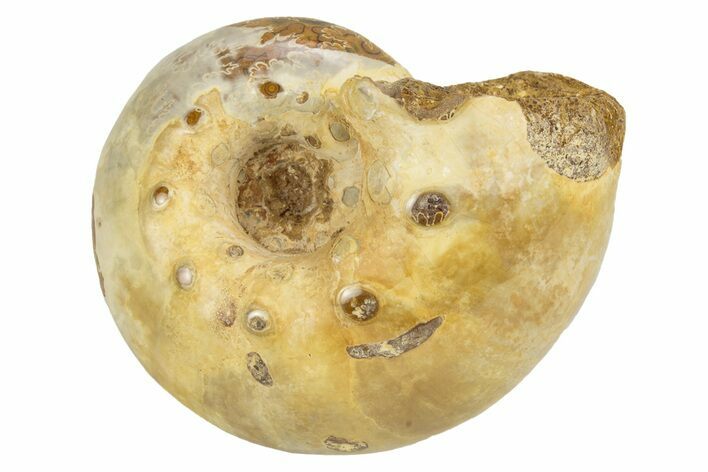 Jurassic Ammonite Fossil - Sakaraha, Madagascar #251300